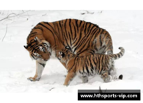 吉林东北虎球员：勇往直前，猛虎出山